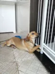 Simba
