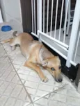 Simba