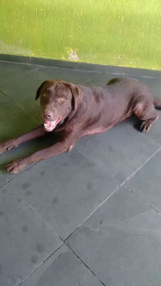 Cachorro ra a Labrador idade 1 ano nome Thor