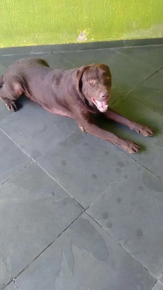 Cachorro ra a Labrador idade 1 ano nome Thor