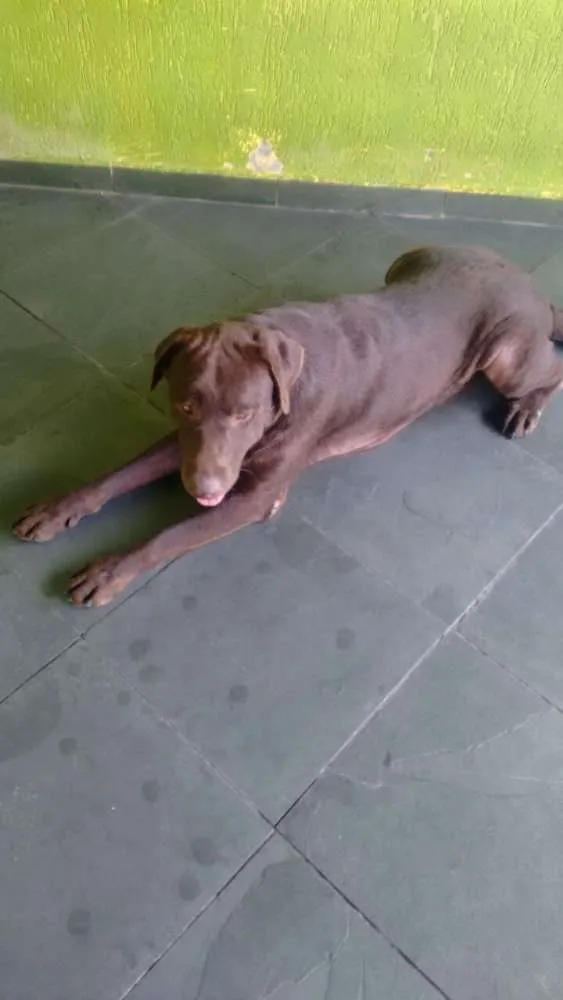 Cachorro ra a Labrador idade 1 ano nome Thor