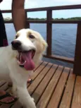Tobias
