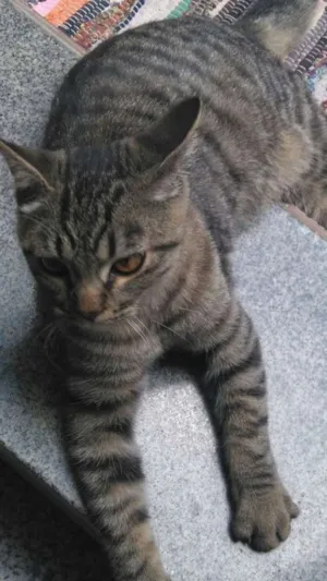 Gato raça n/a idade 1 ano nome n/a