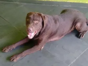 Cachorro raça Labrador idade 1 ano nome Thor