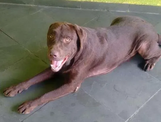 Cachorro ra a Labrador idade 1 ano nome Thor