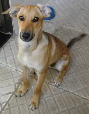 Cachorro raça SRD idade 2 a 6 meses nome Simba