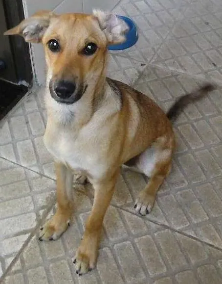 Cachorro ra a SRD idade 2 a 6 meses nome Simba