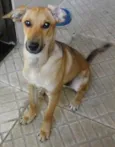 Simba