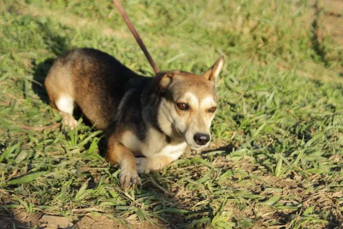 Cachorro ra a SRD idade 4 anos nome Susie
