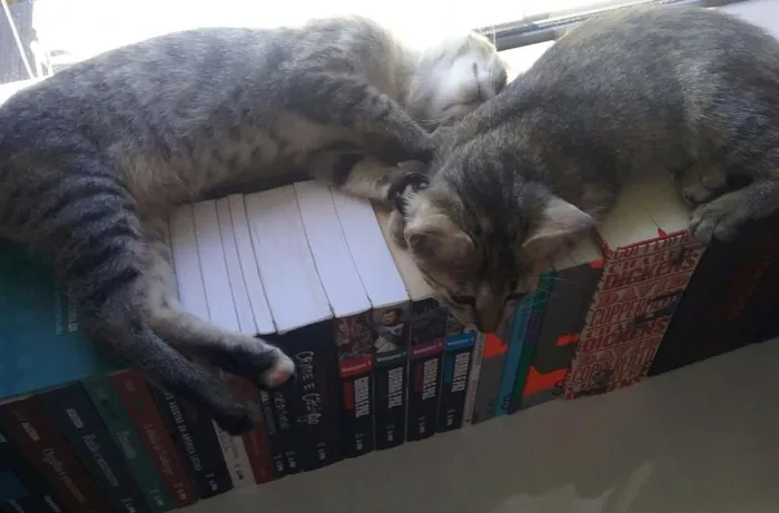 Gato raça  idade 2 a 6 meses nome Sem nome