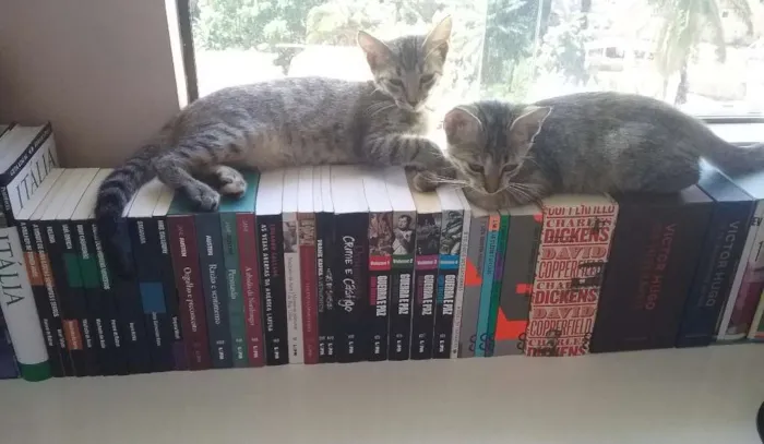 Gato raça  idade 2 a 6 meses nome Sem nome