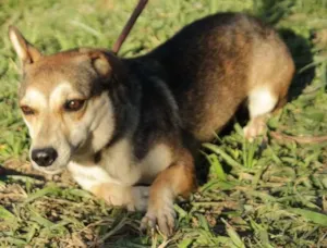 Cachorro raça SRD idade 4 anos nome Susie