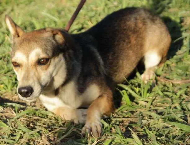 Cachorro ra a SRD idade 4 anos nome Susie