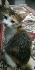Mimi