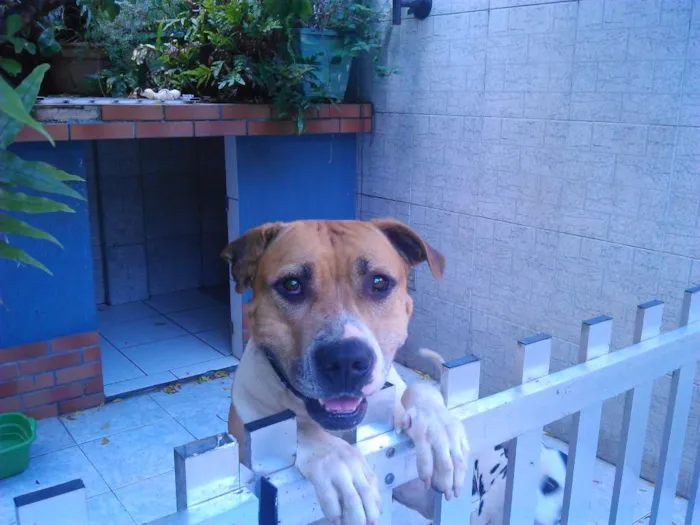 Cachorro ra a Boxer/Pitbull idade 6 ou mais anos nome Buscapé