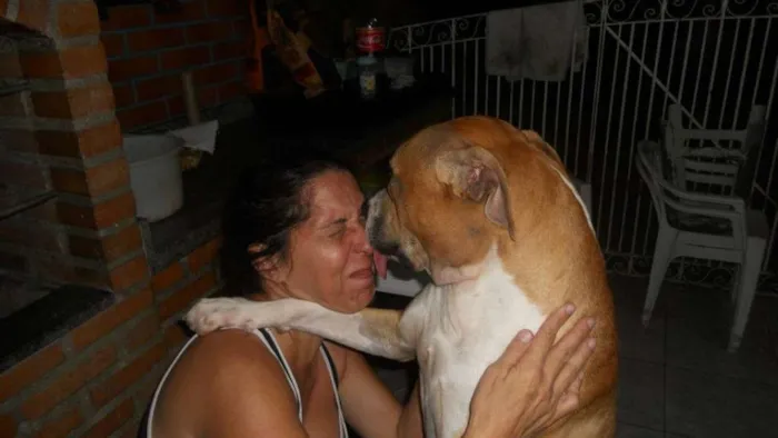Cachorro ra a Boxer/Pitbull idade 6 ou mais anos nome Buscapé