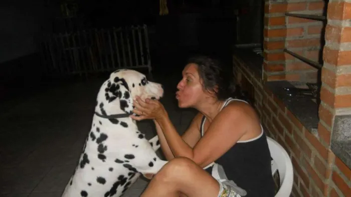 Cachorro ra a Dálmata idade 6 ou mais anos nome Bruce