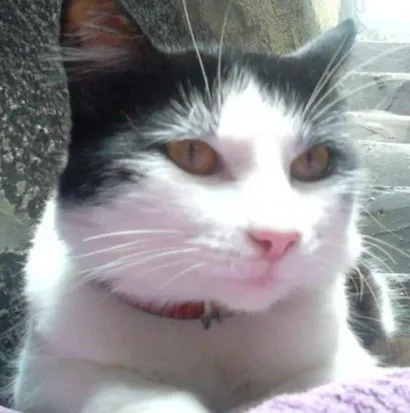 Gato raça SRD idade 1 ano nome Tom GRATIFICA