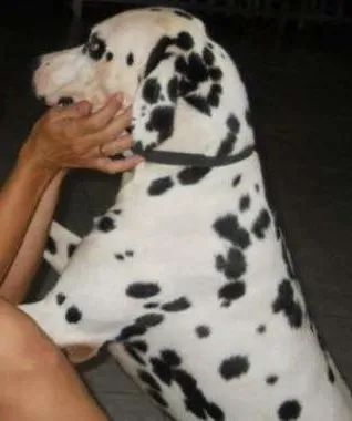Cachorro ra a Dálmata idade 6 ou mais anos nome Bruce