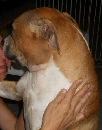 Cachorro ra a Boxer/Pitbull idade 6 ou mais anos nome Buscapé