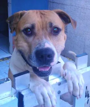 Cachorro raça Boxer/Pitbull idade 6 ou mais anos nome Buscapé