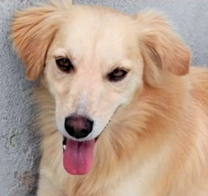 Cachorro ra a  idade 4 anos nome Sheik