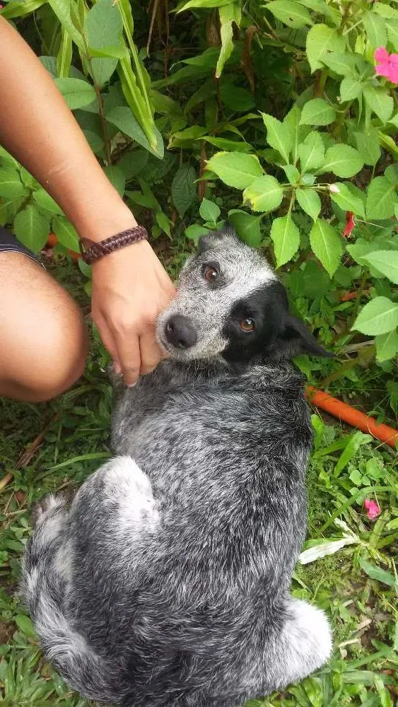 Cachorro ra a Vira lata idade 2 a 6 meses nome Teca