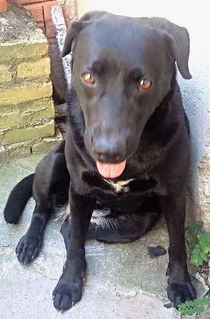 Cachorro ra a Labrador idade 5 anos nome Hanna