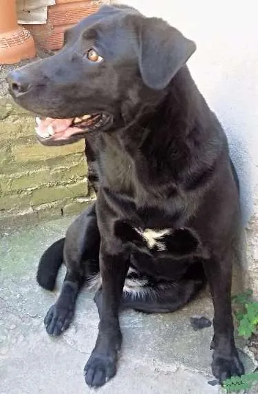Cachorro ra a Labrador idade 5 anos nome Hanna