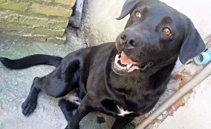 Cachorro ra a Labrador idade 5 anos nome Hanna