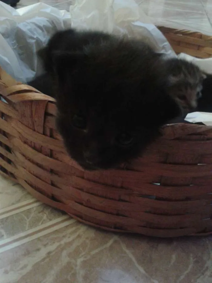 Gato ra a Não sei idade Abaixo de 2 meses nome Não tem nome 