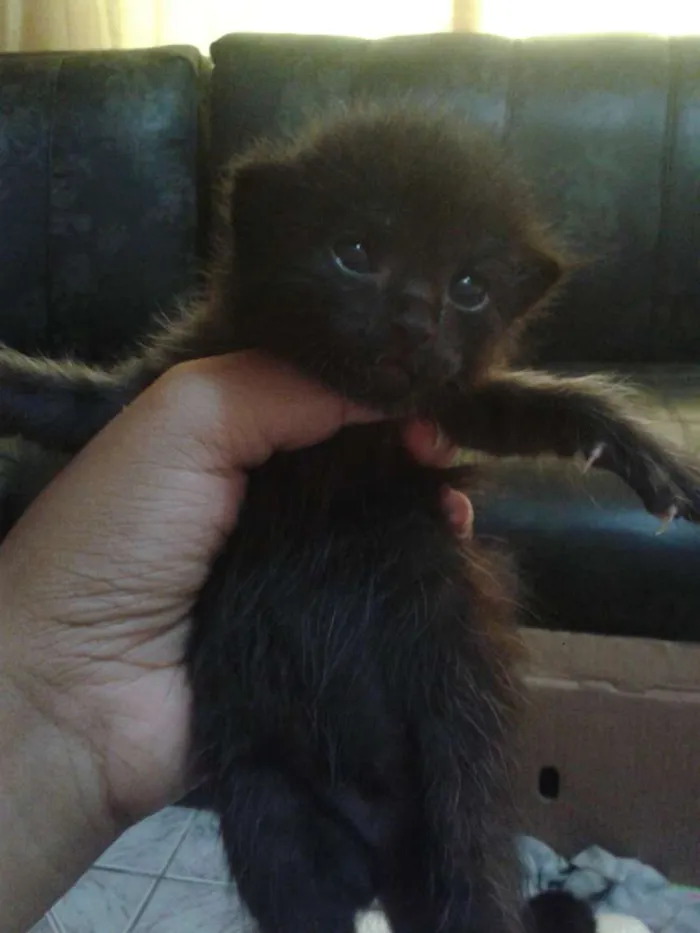 Gato ra a Não sei idade Abaixo de 2 meses nome Não tem nome 