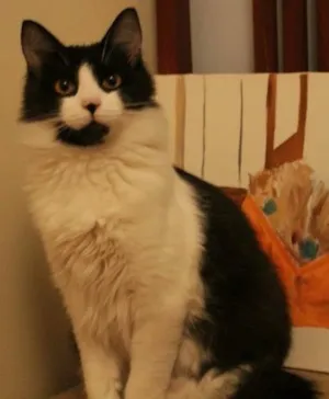 Gato raça srd idade 4 anos nome bamboo