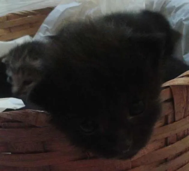 Gato ra a Não sei idade Abaixo de 2 meses nome Não tem nome 