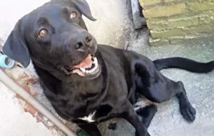 Cachorro raça Labrador idade 5 anos nome Hanna