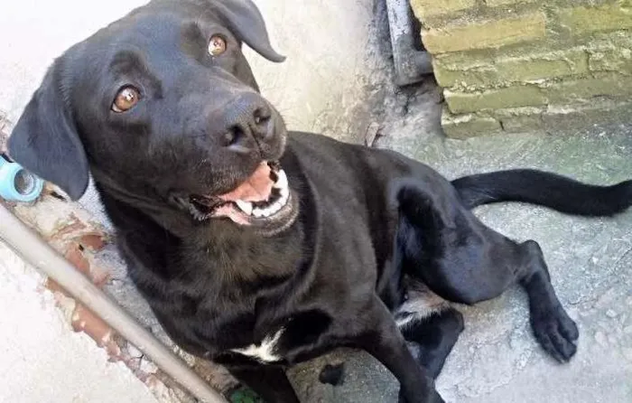 Cachorro ra a Labrador idade 5 anos nome Hanna