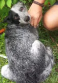 Teca