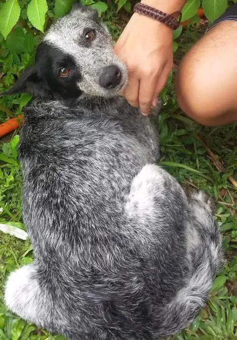 Cachorro ra a Vira lata idade 2 a 6 meses nome Teca
