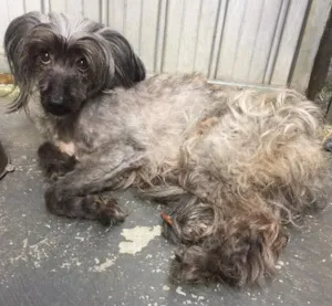 Cachorro raça Mistura York idade 1 ano nome Não sei