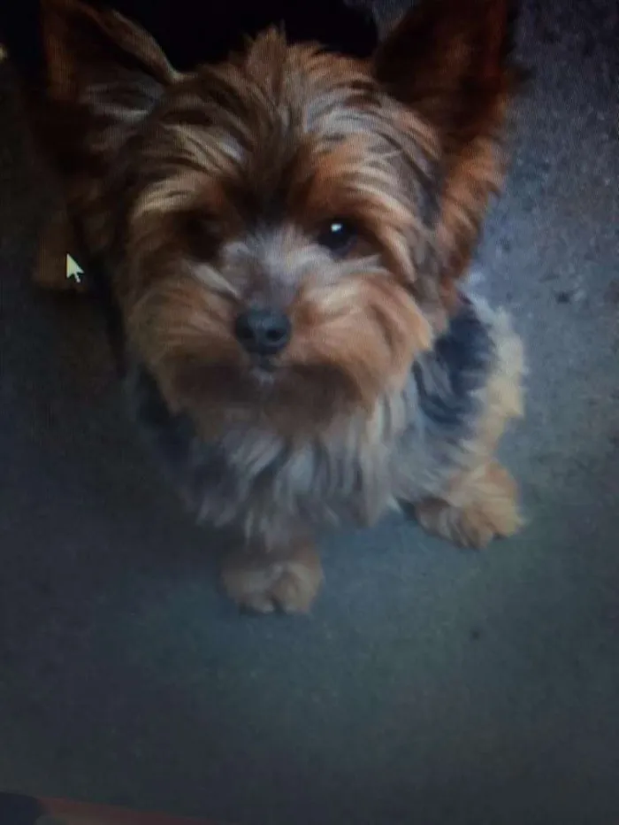 Cachorro ra a Yorkshire idade 6 ou mais anos nome brad