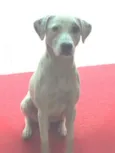Júlio