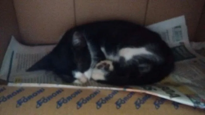 Gato ra a Viralata idade 2 a 6 meses nome Frajola