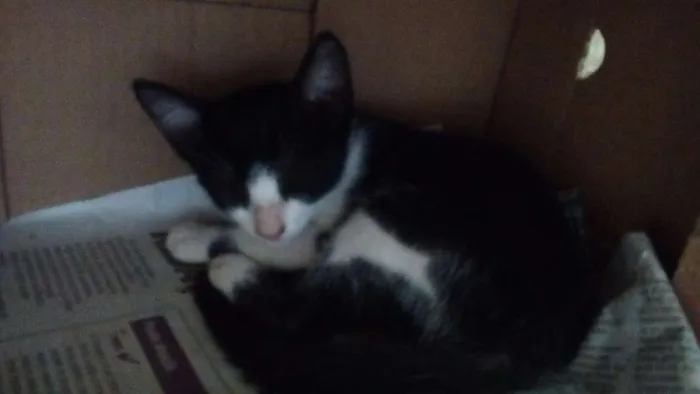Gato ra a Viralata idade 2 a 6 meses nome Frajola