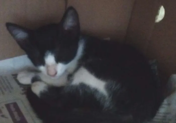 Gato ra a Viralata idade 2 a 6 meses nome Frajola