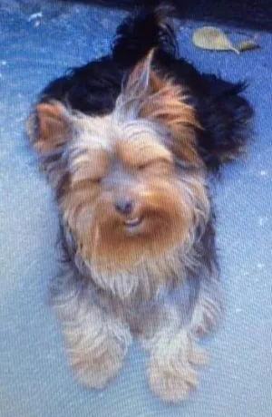 Cachorro raça Yorkshire idade 6 ou mais anos nome brad