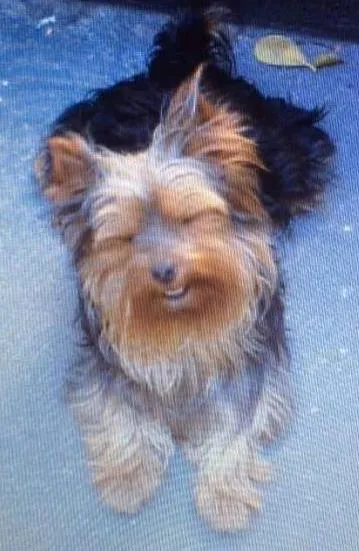 Cachorro ra a Yorkshire idade 6 ou mais anos nome brad