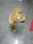 Zeca