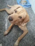 Zeca