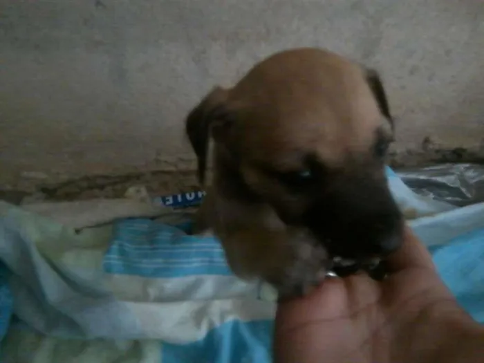 Cachorro ra a não definida idade Abaixo de 2 meses nome essa