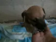 essa